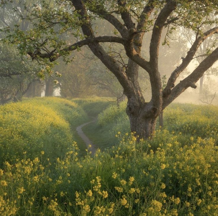 bomen
